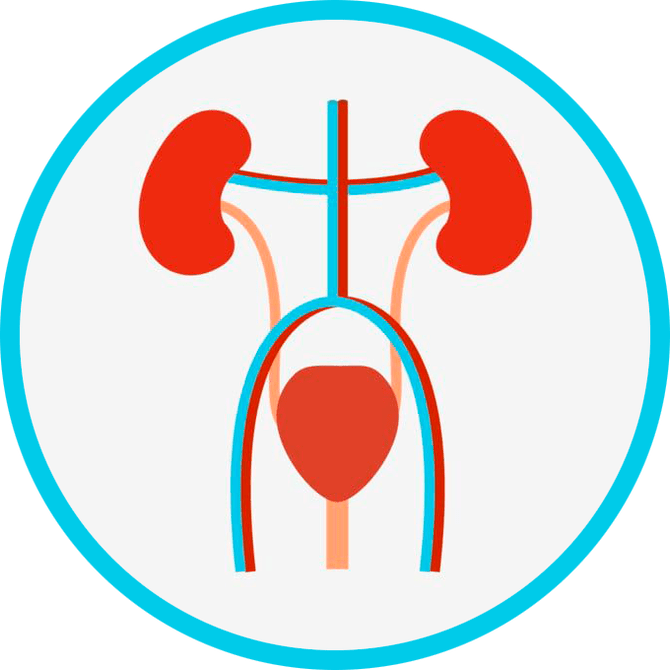 Anatomie genitourinárního systému